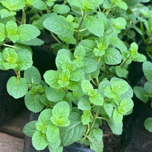 MENTA BOLSA