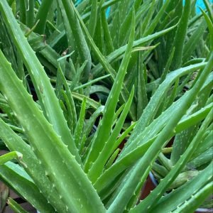 ALOE VERA