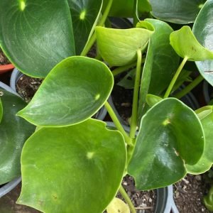 PEPERONIA CUCHARITA