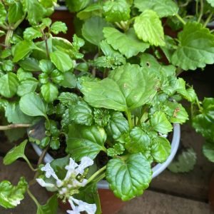 DOLAR VERDE COLGANTE