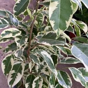 FICUS VARIEGADO DANIELLE M-17