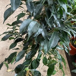 FICUS BENJAMIN M-21