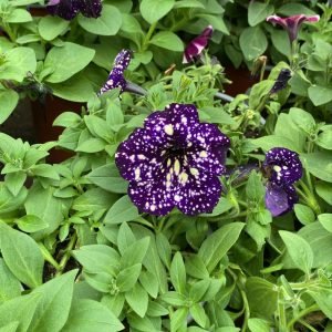 PETUNIA SKY