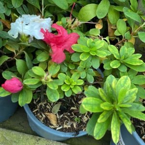 AZALEAS MEDIANAS M-15