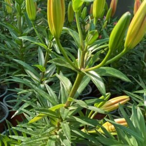 LILIUM ORIENTAL M-13