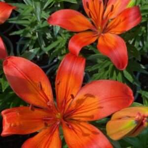 LILIUM ORIENTAL M-17