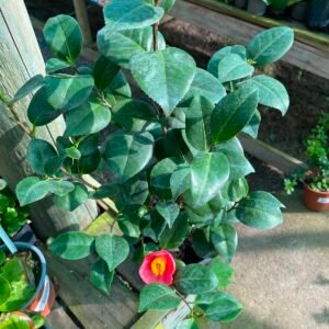CAMELIAS