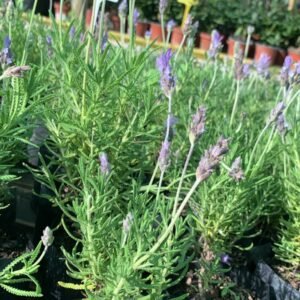 LAVANDA STOCHEA BOLSA