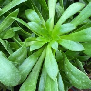 AEONIUM