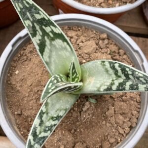 ALOE TIGRINA
