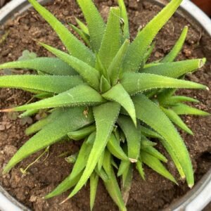 ALOE VERDE BOLO 19