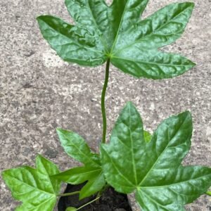 ARALIA CHICA EN BOLSA