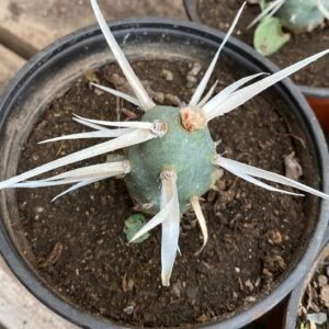 CACTUS ESPINA BLANCA