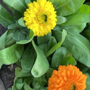 CALENDULAS CHICAS