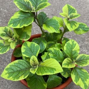 DOLAR COLGANTE VARIEGADO