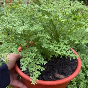 HELECHO ARROZ COLGANTE NUEVO