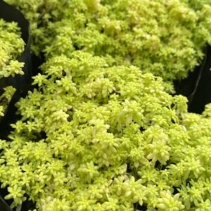SEDUM TOKIO