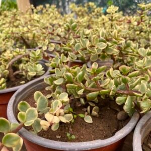 JADE VARIEGADO COLG
