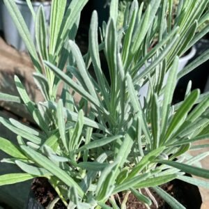 LAVANDA