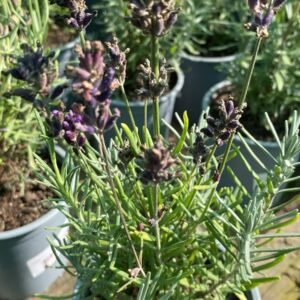 LAVANDA ANGUSTIFOLIA M-13