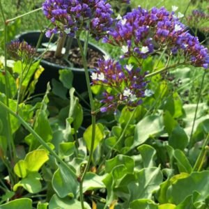 LIMONIUM B-20