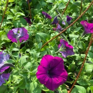 PETUNIA COLGANTE