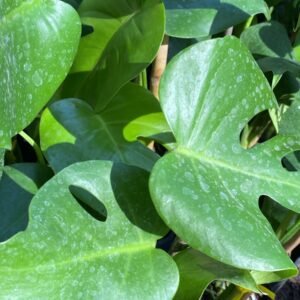PH MONSTERA