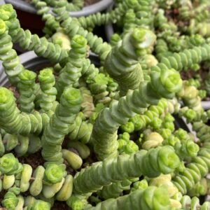 SUCULENTA ANTICUCHO
