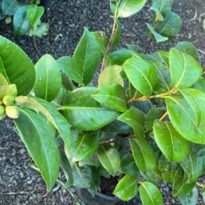 CAMELIAS