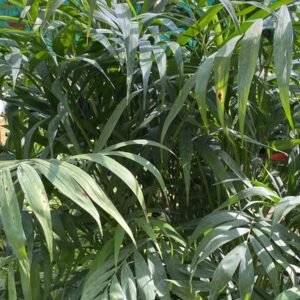 PALMERA CHAMEADORA M-33