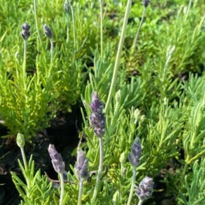 LAVANDA STOCHEA BOLSA