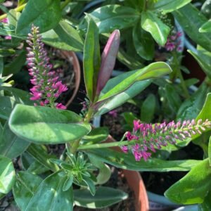 VERONICA ARDERSSONI