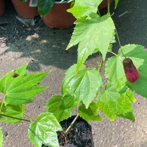 ABUTILON