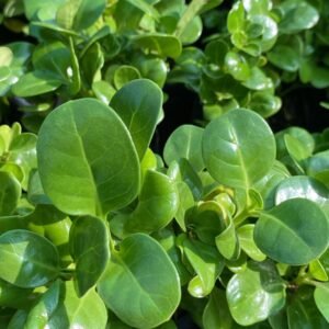 CROPOSMA VERDE BOLSA