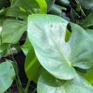 PH MONSTERA